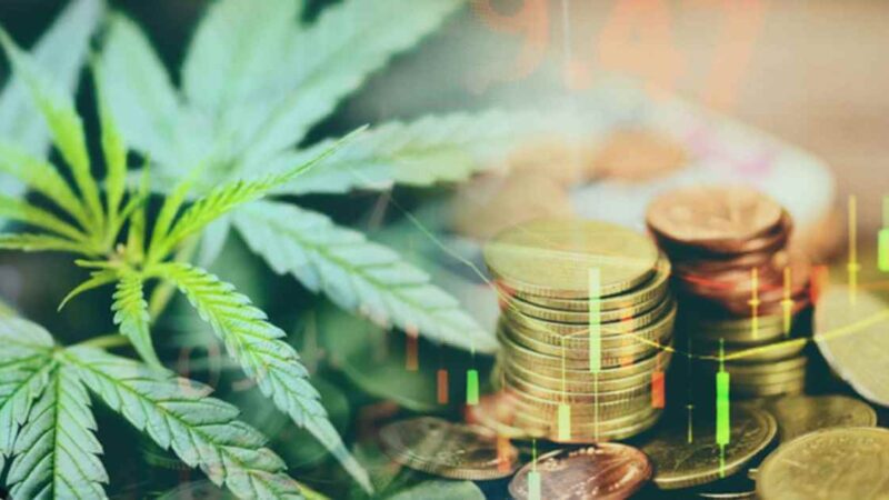 5 Important Tips About Marijuana Business: Setting Up for Success