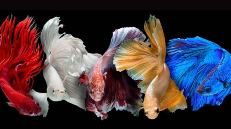 Buy Rare Premium Betta Fish for Sale from the USA