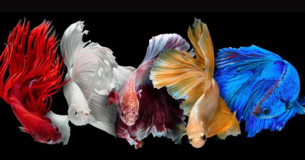 Buy Rare Premium Betta Fish for Sale from the USA