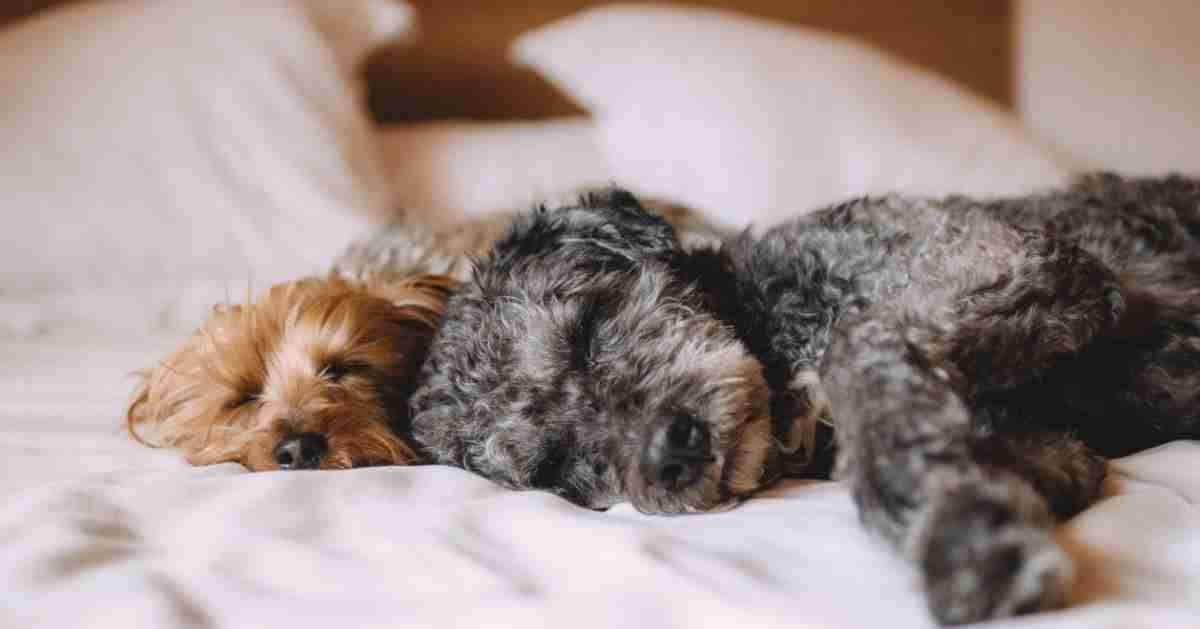 Which Qualities Should You Look for in a Dog Bed?