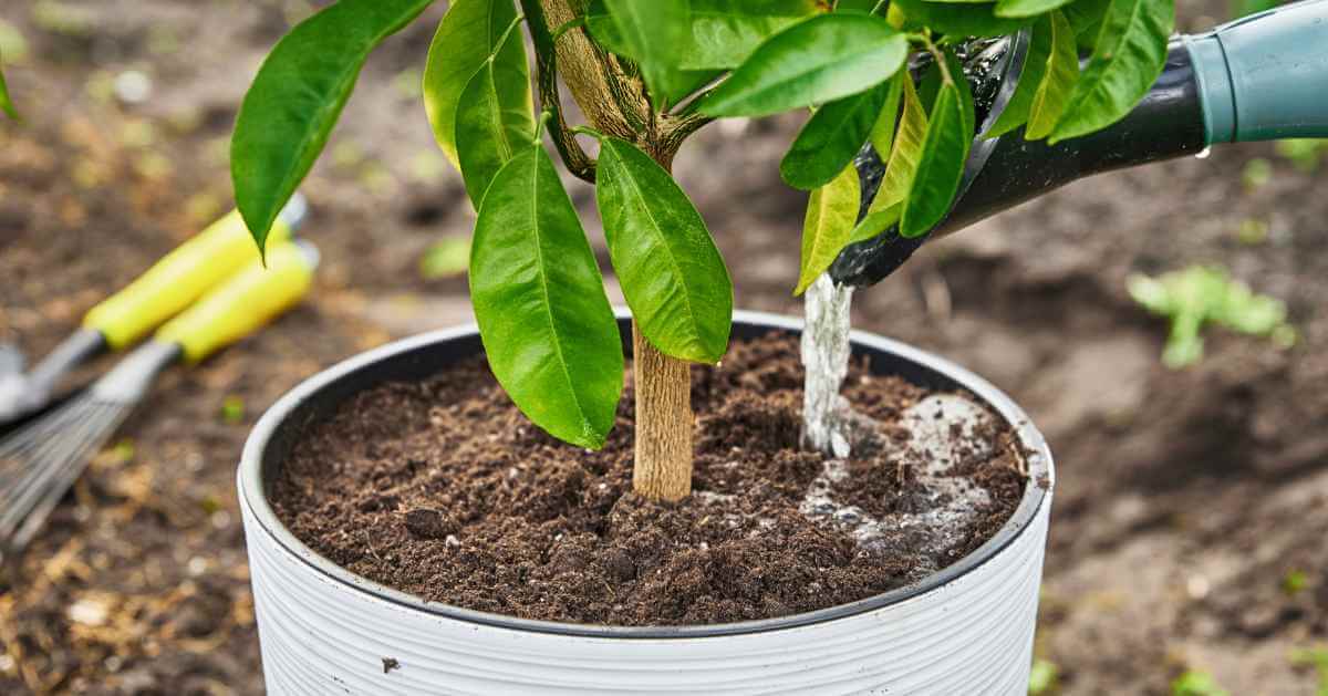 Factors To Consider When Transplanting Trees in NOLA