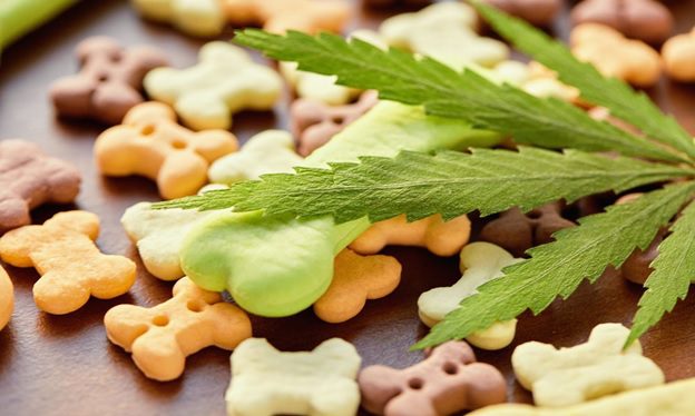How To Choose The Right CBD Dog Treats