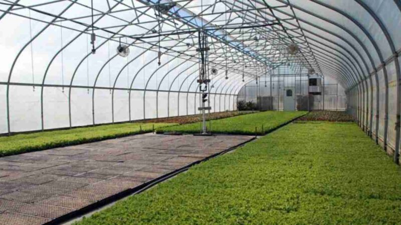 6 Major Varieties Of Structures In The Greenhouses Used In The Production Of Crop