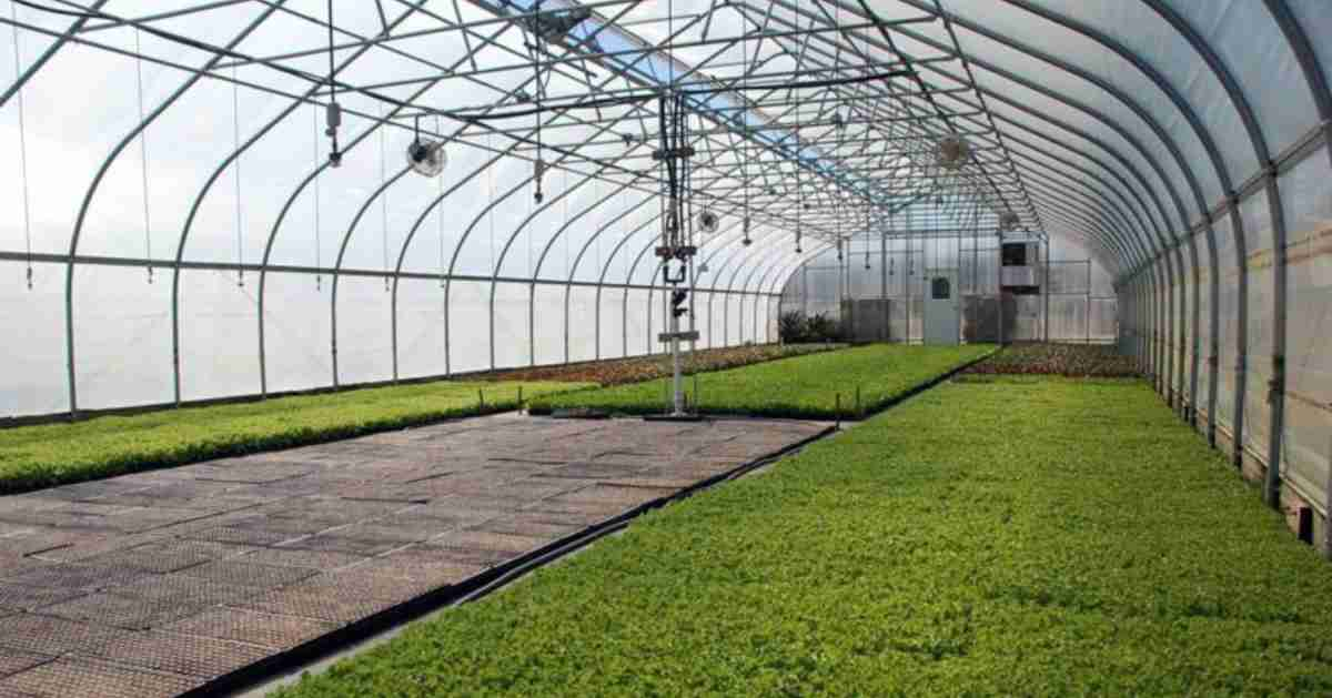 6 Major Varieties Of Structures In The Greenhouses Used In The Production Of Crop